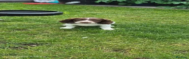 English Springer Spaniel 1