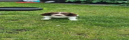English Springer Spaniel dogs for sale: 2 kc regestered springer pups  - Advert 1