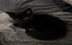 Mixed Breed cats for sale: 7 Gorgeous mixed kittens - Image 29