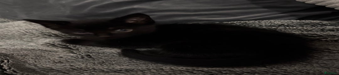 Mixed Breed Kitten 4