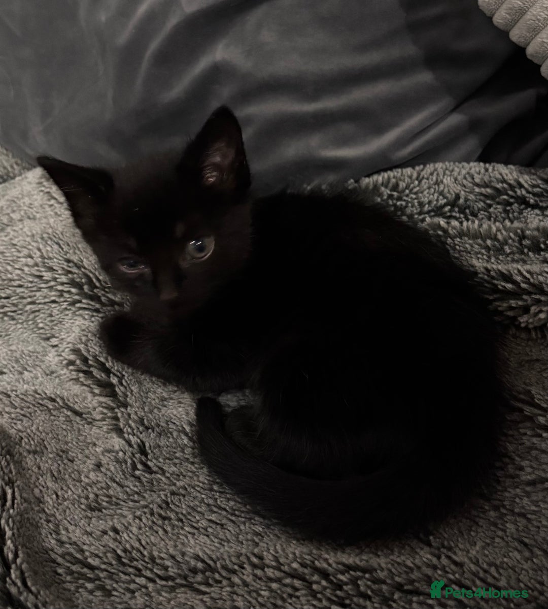 Mixed Breed cats for sale: 7 Gorgeous mixed kittens - Image 29