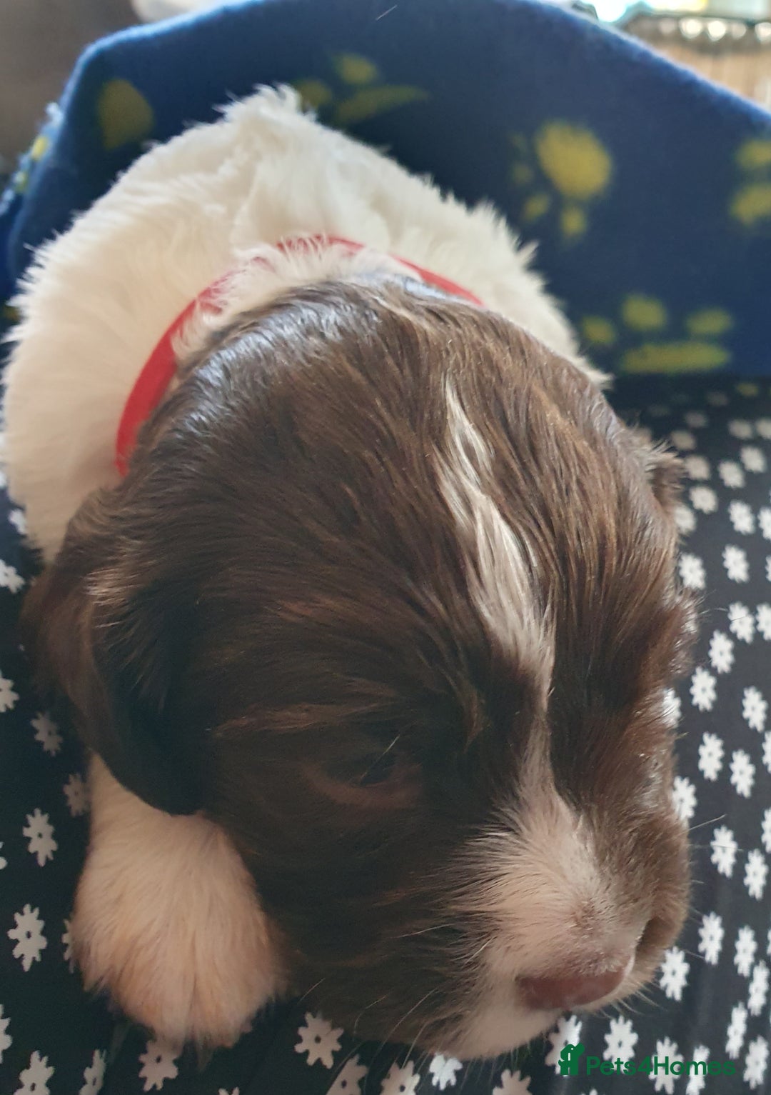 English Springer Spaniel dogs for sale:   English Springer Spaniel puppies  - Image 36