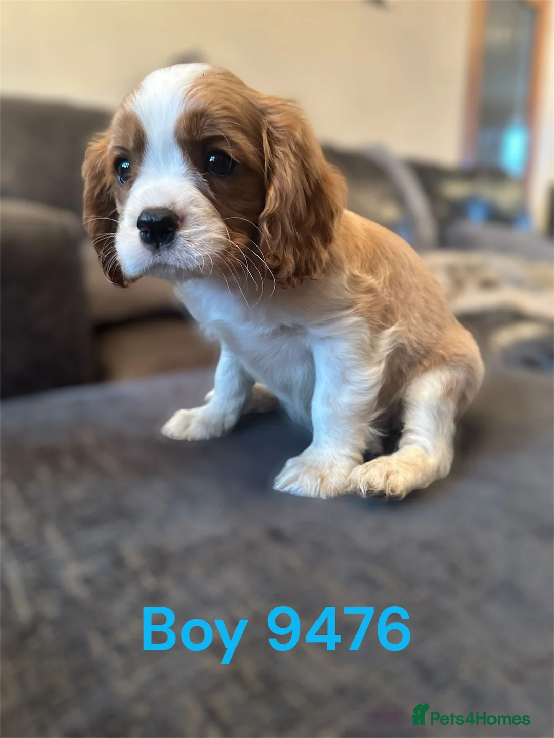 Cavalier King Charles Spaniel dogs for sale: cavalier king charles pups DNA TESTED  - Advert 8