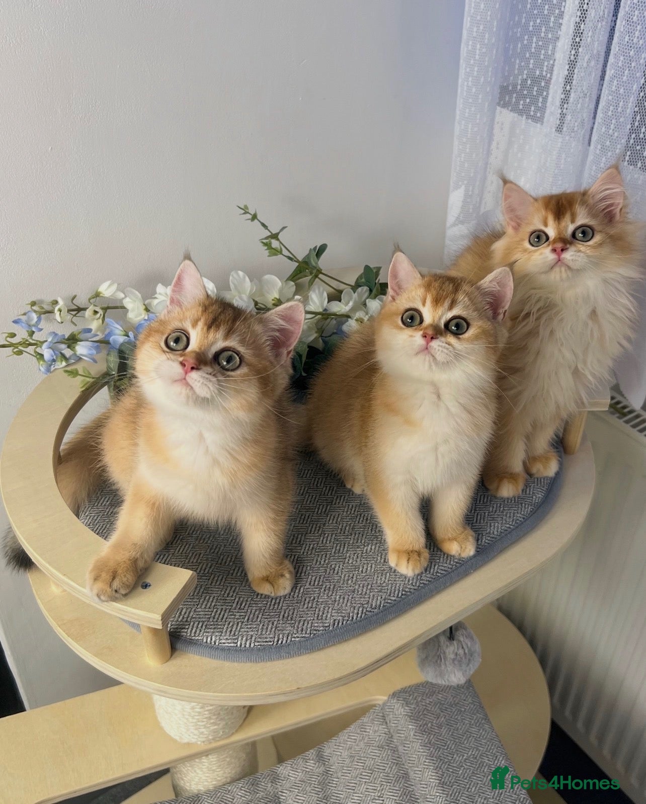 British Shorthair cats Golden British Shorthair Kittens Champion Line - Advert 1