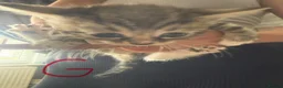 Mixed Breed cats for sale: 4x tabby kittens 3x white and grey kittems - Advert 2