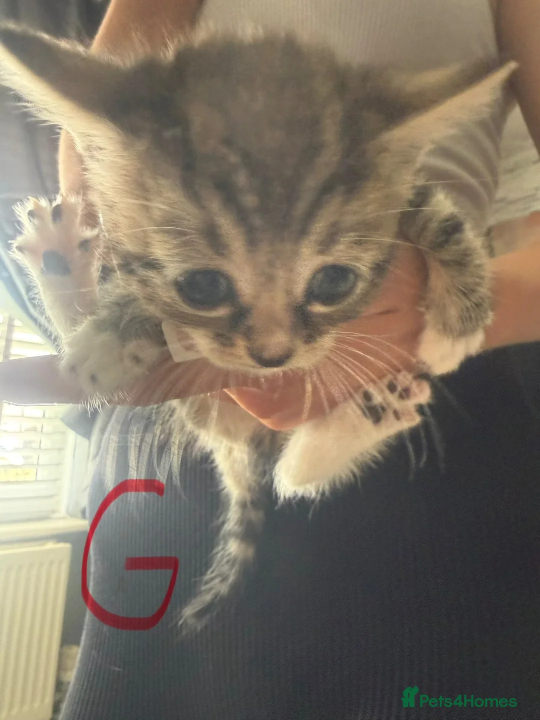 Mixed Breed cats for sale: 4x tabby kittens 3x white and grey kittems - Advert 2