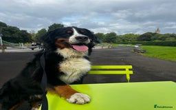 Bernese Mountain Dog dogs for stud: Bernese Mountain Dog for stud in Glasgow - Image 3