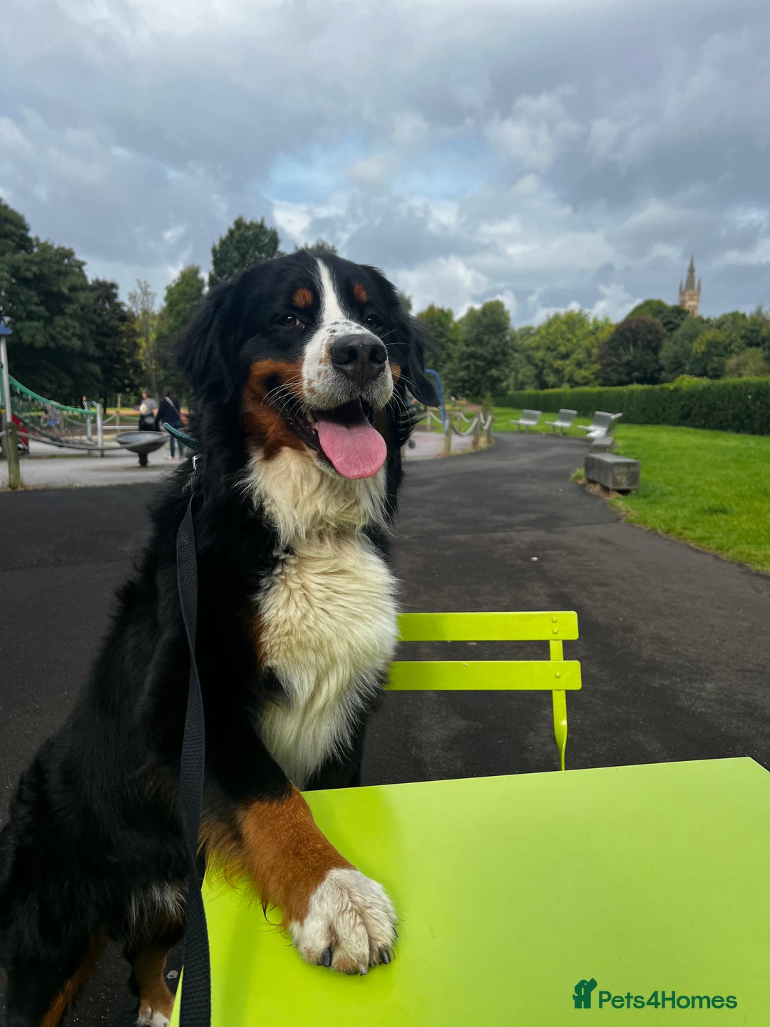 Bernese Mountain Dog dogs for stud: Bernese Mountain Dog for stud in Glasgow - Image 3
