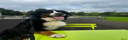 Bernese Mountain Dog dogs for stud: Bernese Mountain Dog for stud in Glasgow - Advert 5