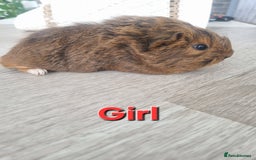 Guinea Pig rodents for sale: Guinea pigs £25 each  - Image 2