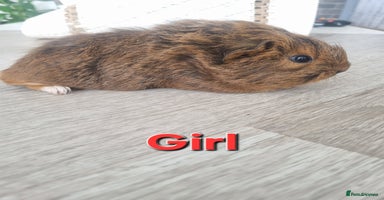 Guinea Pig rodents - Advert 11