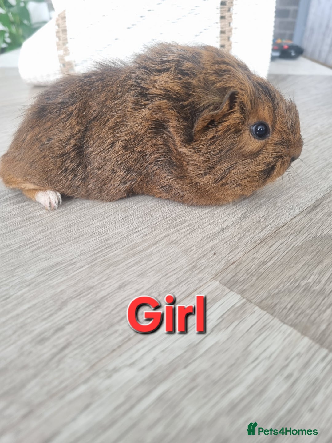 Guinea Pig rodents for sale: Guinea pigs £25 each  - Image 2