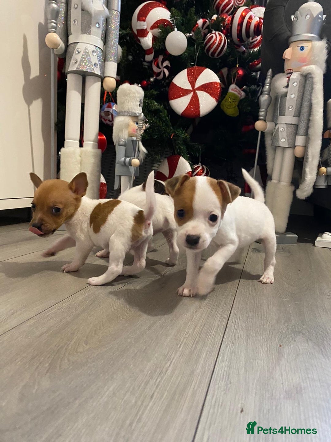 Jack Russell dogs for sale: READY NOW! OutstandingJack Russell puppies - Advert 20