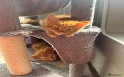 British Longhair cats for sale: Cute ginger male kitten - Image 3