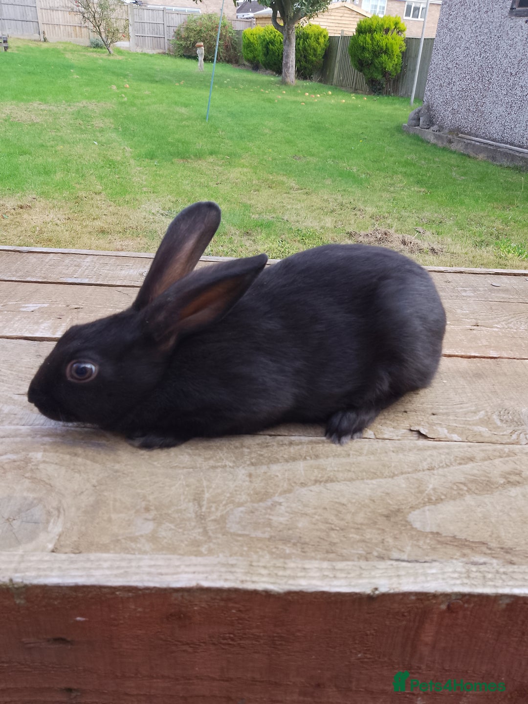 English Spot rabbits for sale: Baby English rabbits  - Image 5