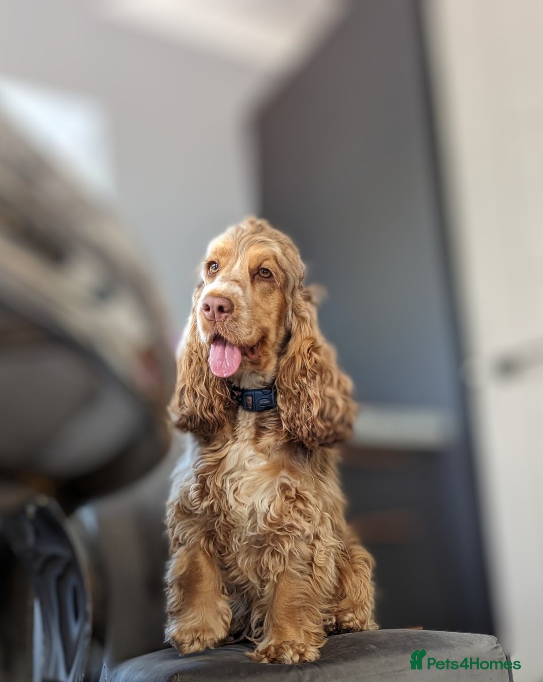 Cocker Spaniel dogs for sale: CHAMPION BLOODLINE SHOW COCKER BOY PUPPIES  - Advert 2