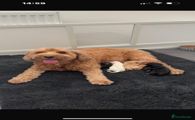 Cavapoo dogs - Advert 1