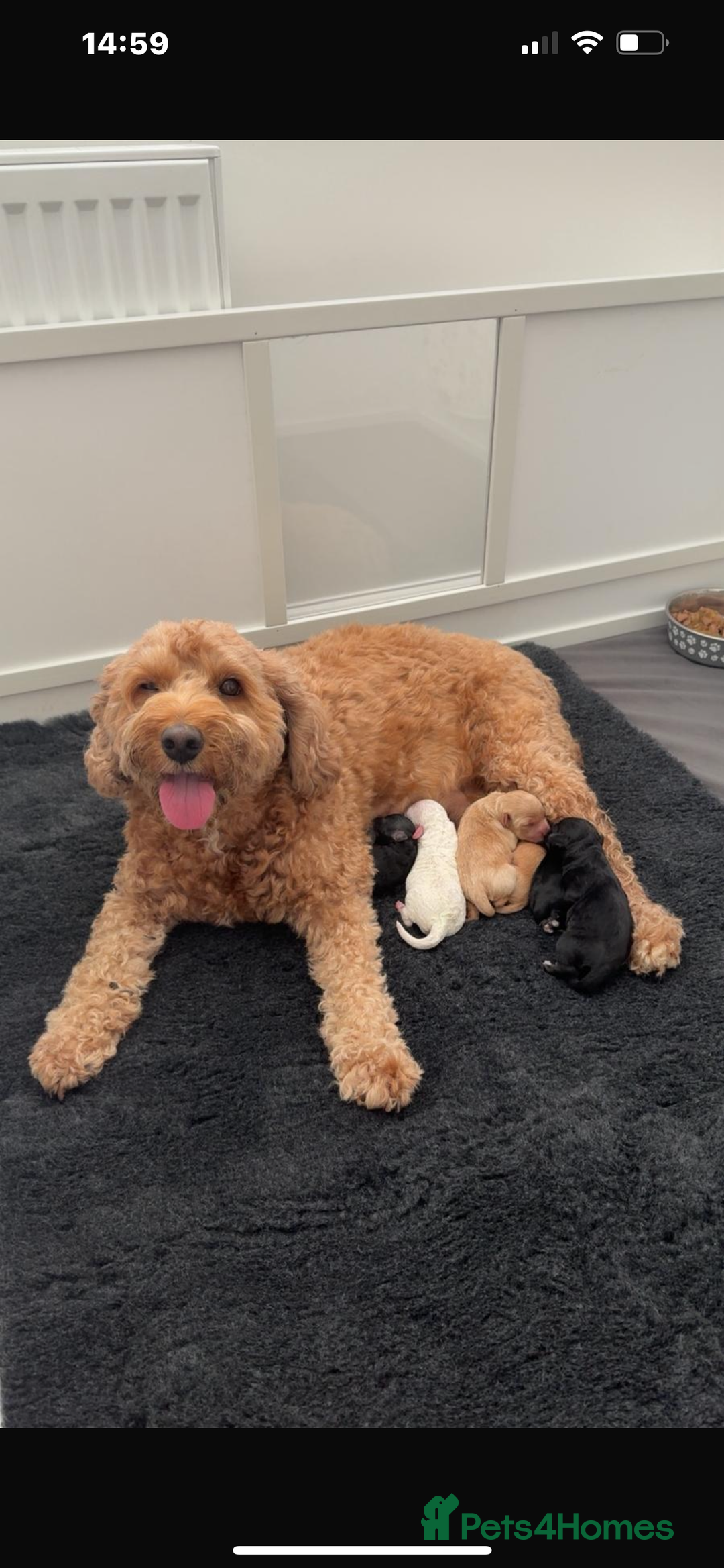 Cavapoo dogs for sale: LAST GIRL LOOKING FOR A FOREVER HOME 🏠  - Image 12