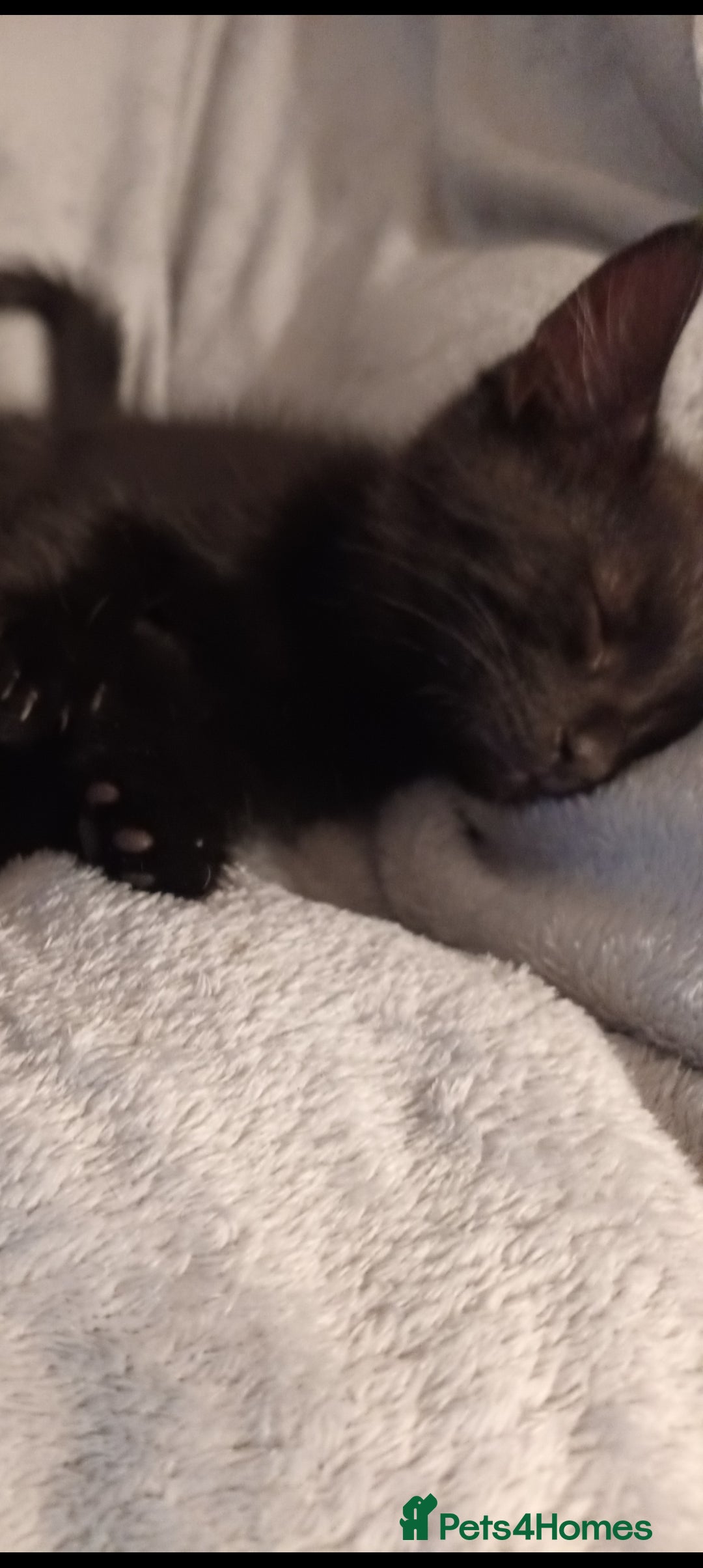 British Shorthair cats for sale: 2 kittens - Image 1