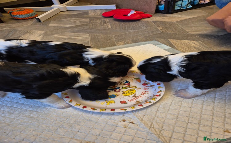 Cavalier King Charles Spaniel dogs - Advert 13