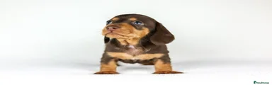 Miniature Dachshund Puppy 1