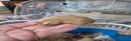 Mouse rodents for sale: Fancey Male and female mice - Advert 25