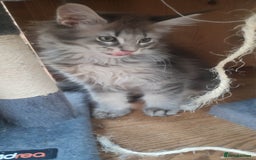 Maine Coon cats for sale: Fully health tested and Tica registered  in Great Missenden - Image 25