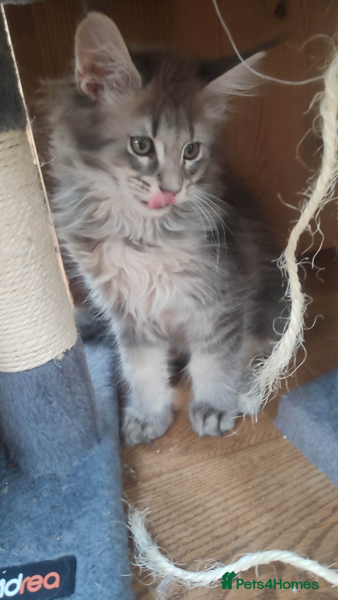 Maine Coon cats for sale: Fully health tested and Tica registered  in Great Missenden - Image 25