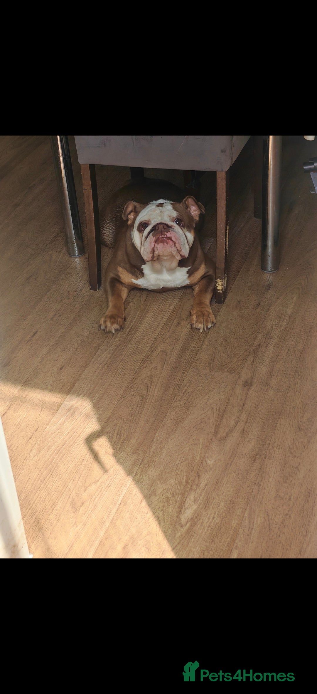 English Bulldog dogs for sale: Our little beauty  - Image 1