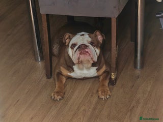 English Bulldog dogs - Advert 34