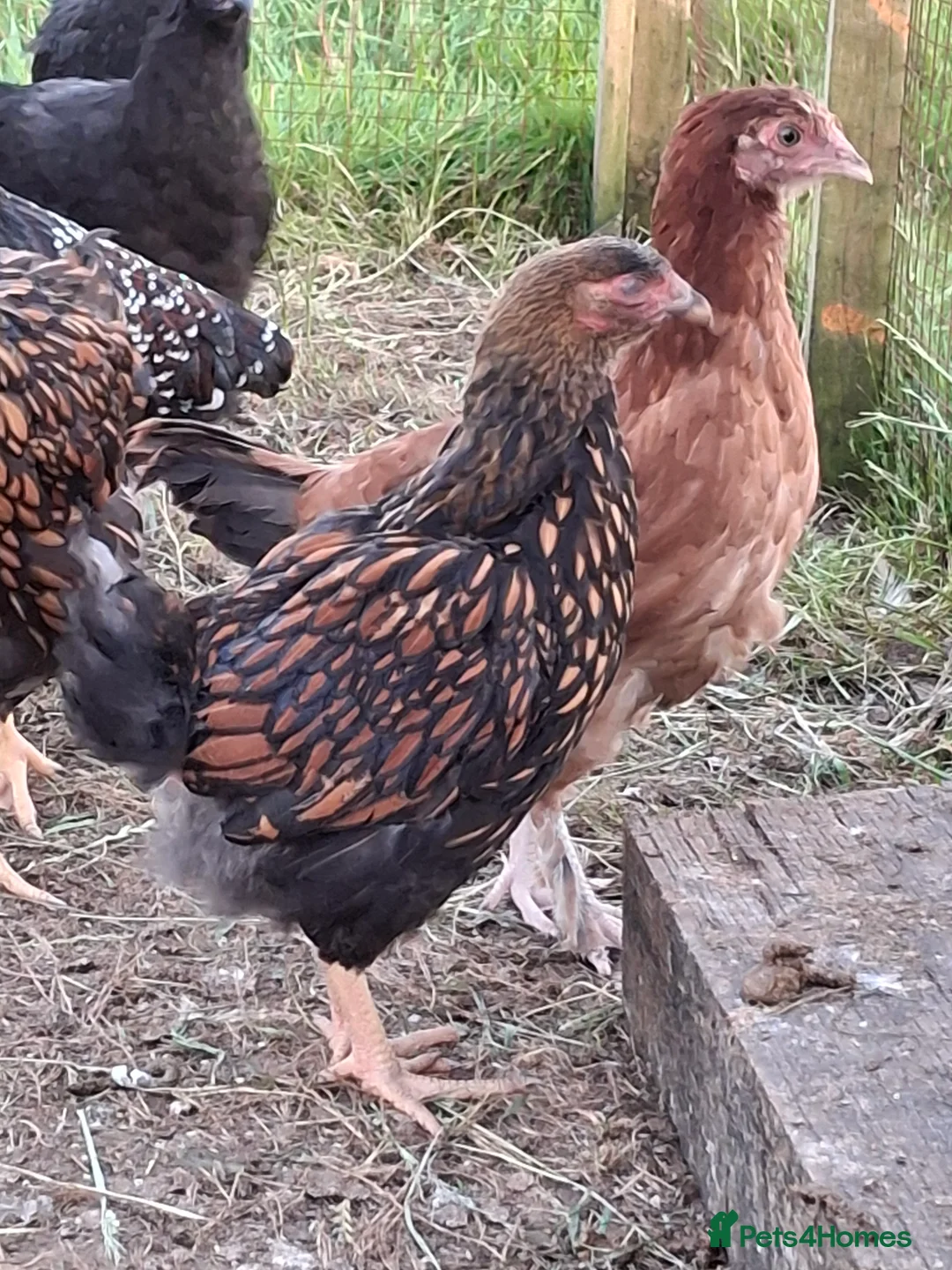 Chickens poultry for sale: LACED WYANDOTTES  - Advert 16