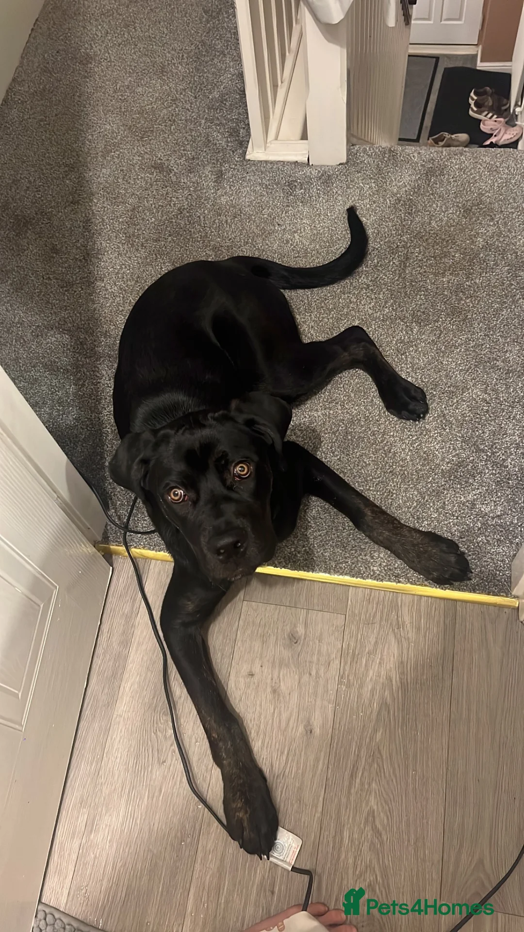 Mixed Breed dogs for sale: RottiCorso Puppy in Grimsby - Advert 2