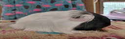 Guinea Pig rodents for sale: Young Adult Longhaired Sows For Retirement Homes  - Advert 9