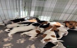 Jack Russell dogs for sale: Stunning little boys and girls - Image 37