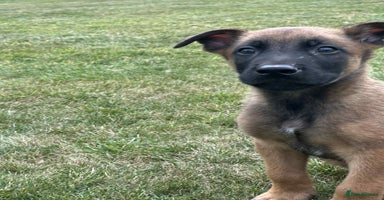 Belgian Shepherd Dog dogs - Advert 6