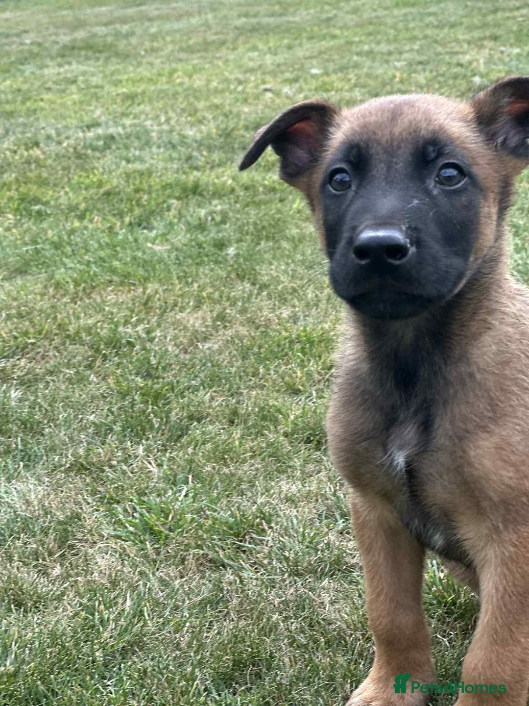 Belgian Shepherd Dog dogs for sale: KC registered Belgian Malinois Puppies - Image 3