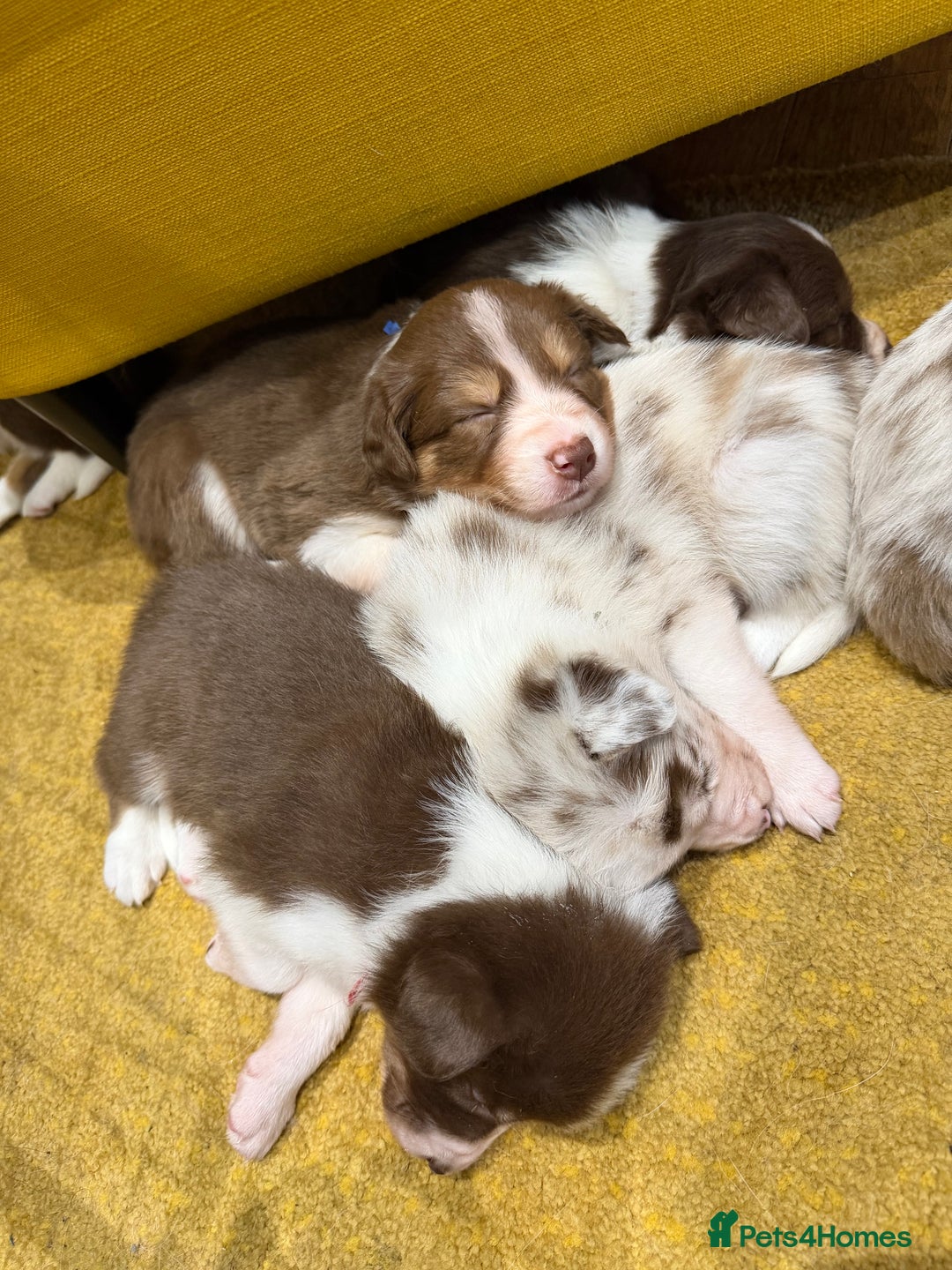 Border Collie dogs for sale: Red & white tri merle border collie puppies - Advert 10