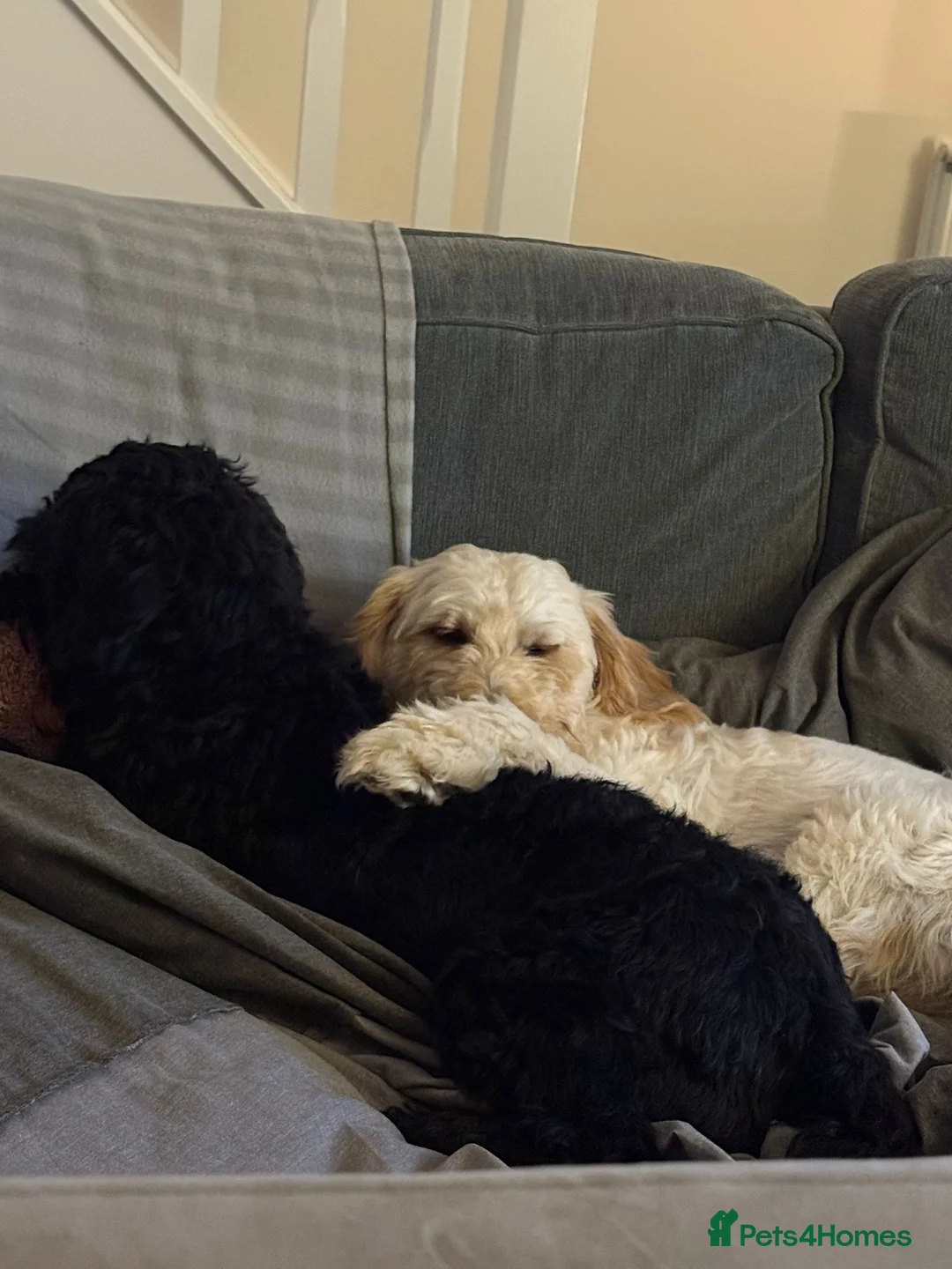 Cockapoo dogs for sale: Male and female cockapoo in Barnsley - Advert 2