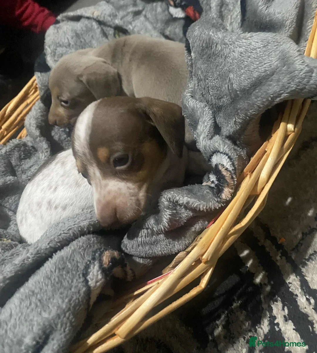 Miniature Dachshund dogs for sale: Miniature dachshund girls - Advert 4