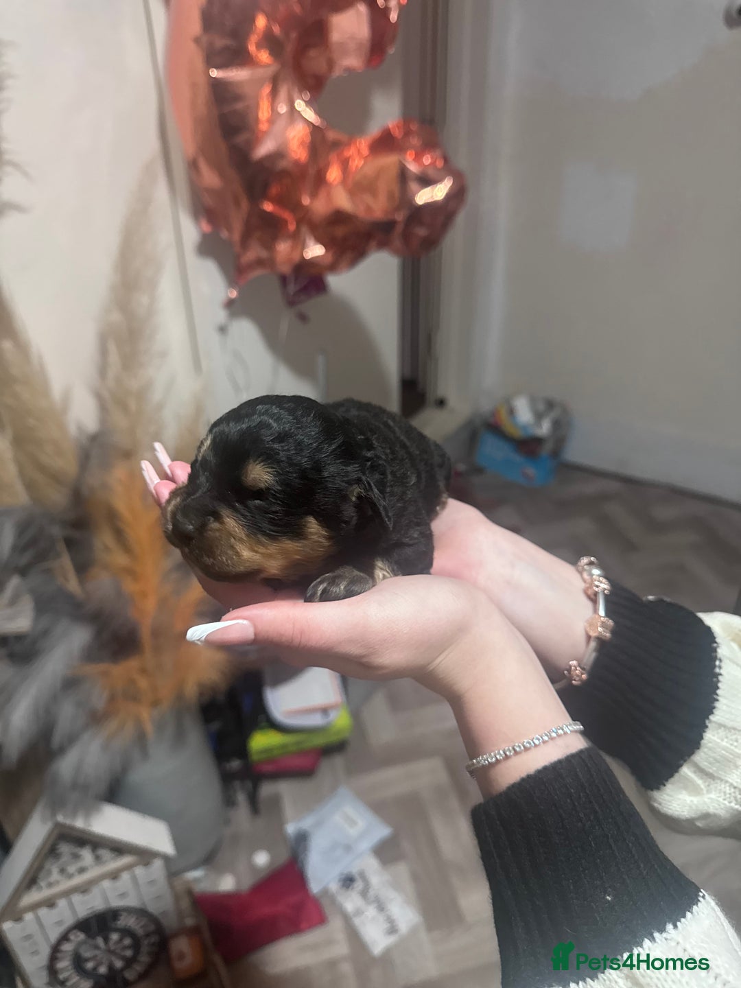 Mixed Breed dogs for sale: Rottweiler cross puppies - Advert 3