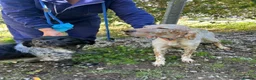 English Setter dogs for adoption: Valkiria in Alfreton - Advert 6