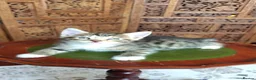 Siberian cats for sale: Cute mixed Siberian kittens in Dagenham - Advert 8