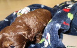 Cockapoo dogs for sale: Beautiful f1b Cockapoo puppy's   - Advert 31