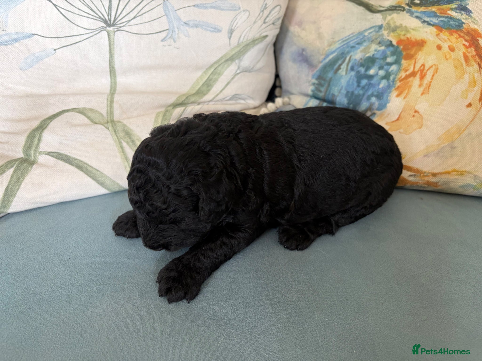 Goldendoodle dogs Cotswold Miniature/Toy Goldendoodles, All Colours - Advert 14