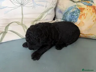 Goldendoodle dogs Cotswold Miniature/Toy Goldendoodles, All Colours - Advert 14