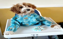 Australian Labradoodle dogs for sale: Genuine Australian Labradoodle Puppies - Image 5
