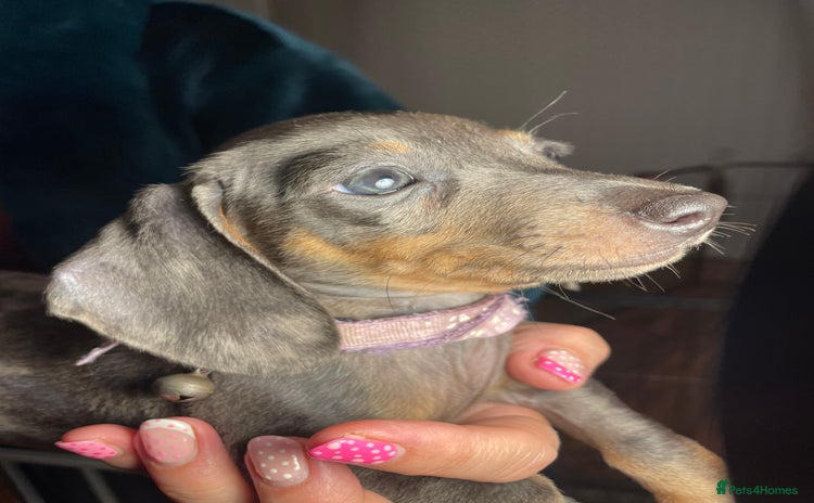 Dachshund dogs - Advert 1