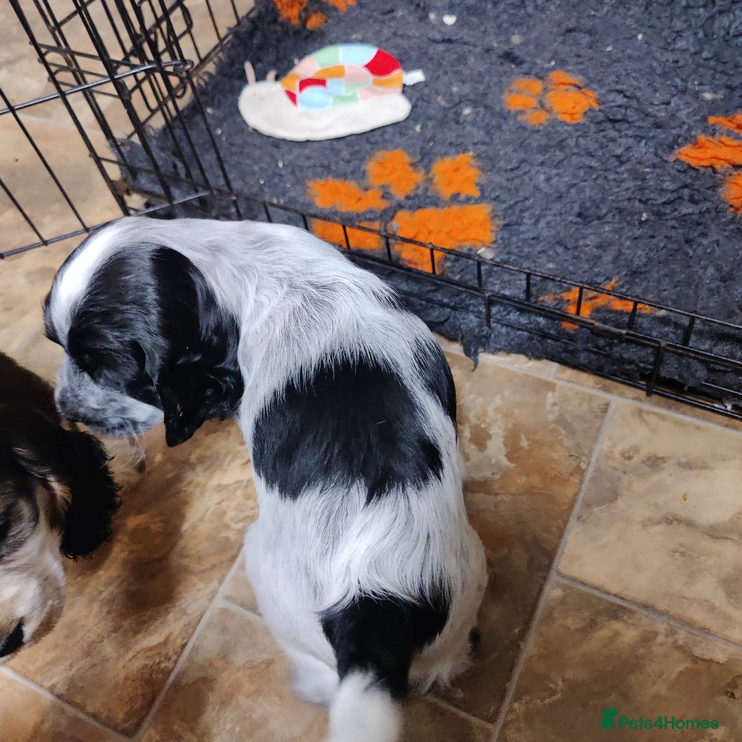 Cocker Spaniel dogs for sale: KC Registered Show Type Cocker Spaniel  - Advert 9