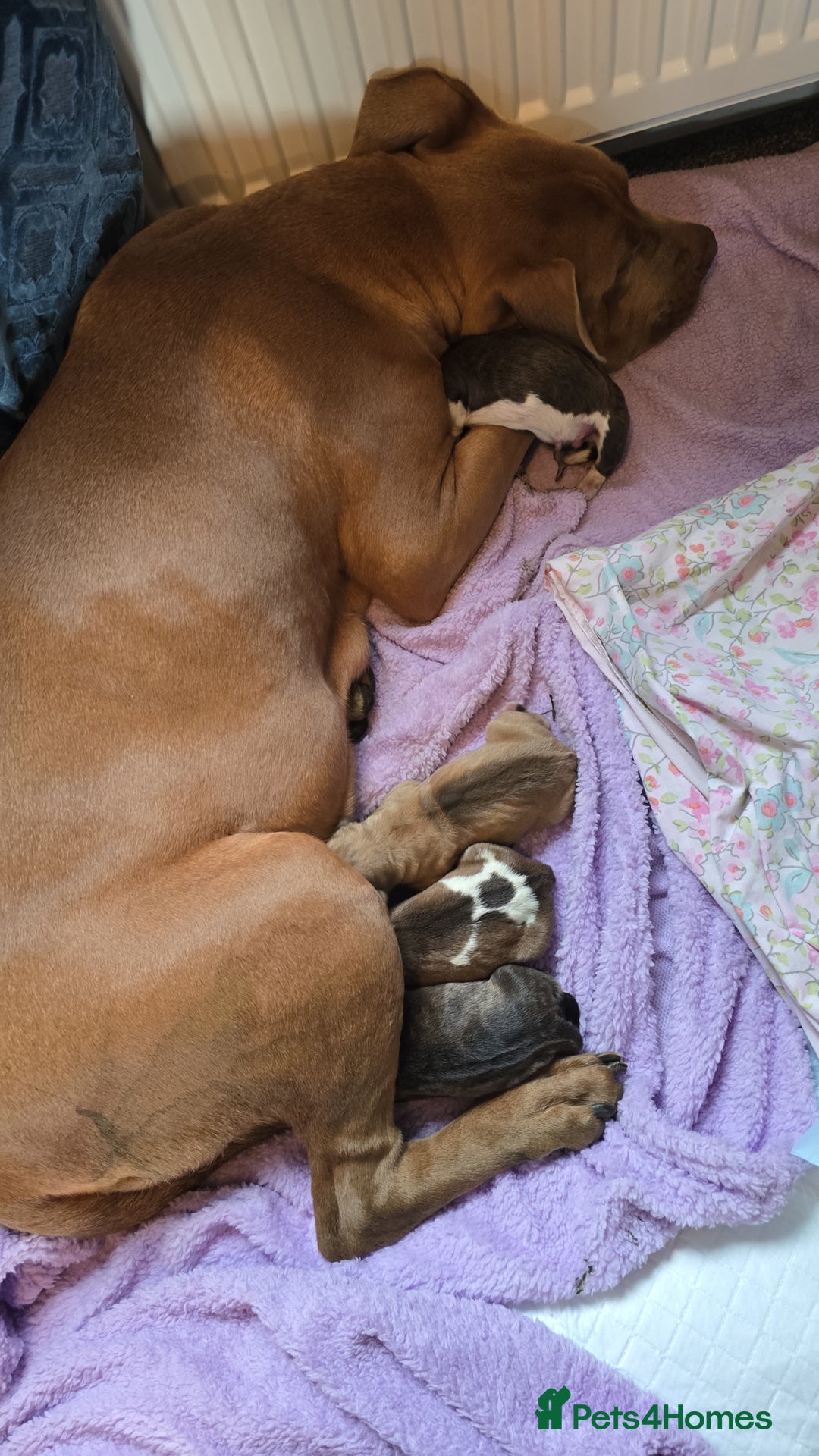 American Bulldog dogs for sale: American bulldog pups for sale - Image 12
