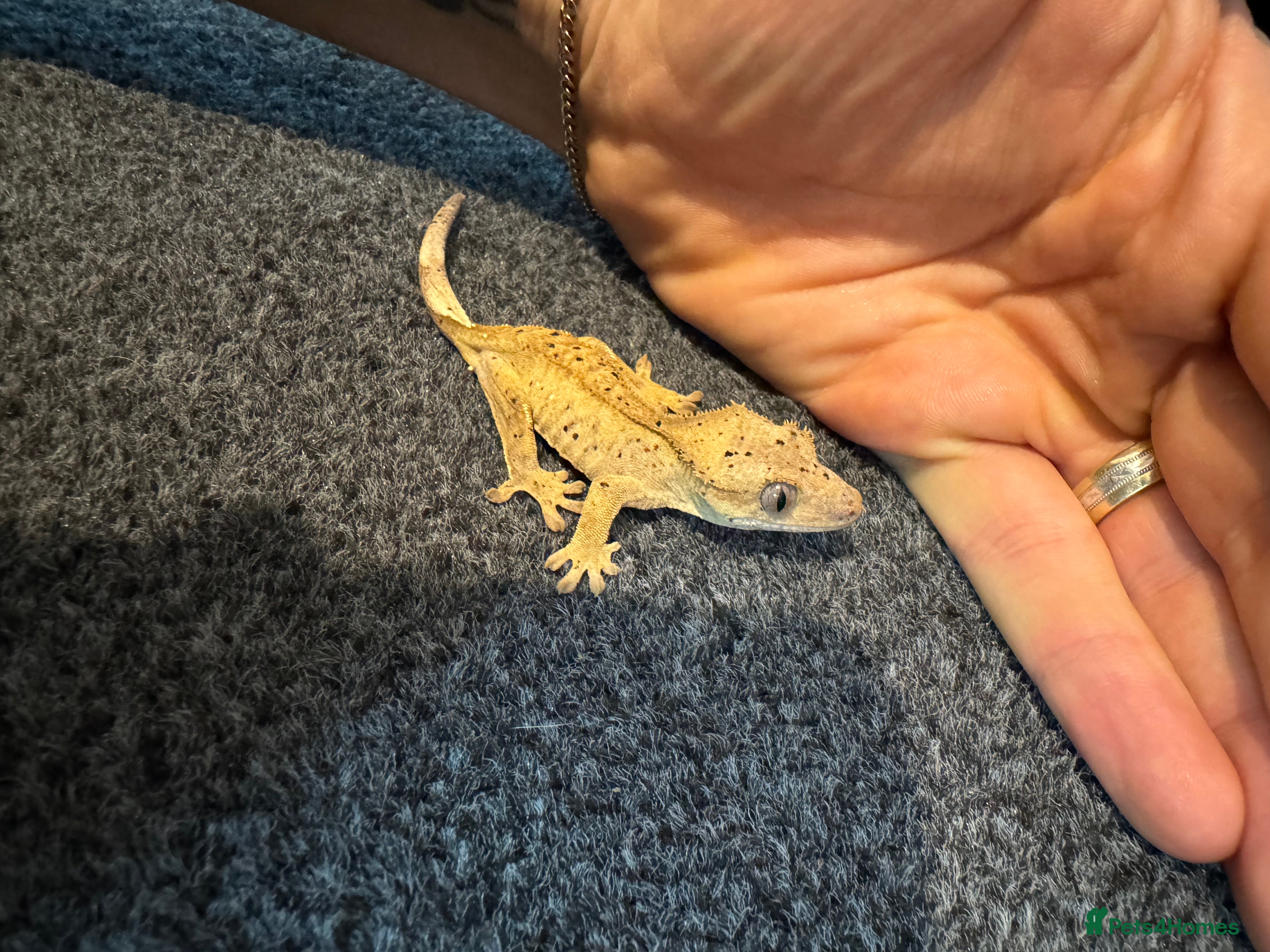 Gecko reptiles Baby crested geckos for sale  - Advert 13
